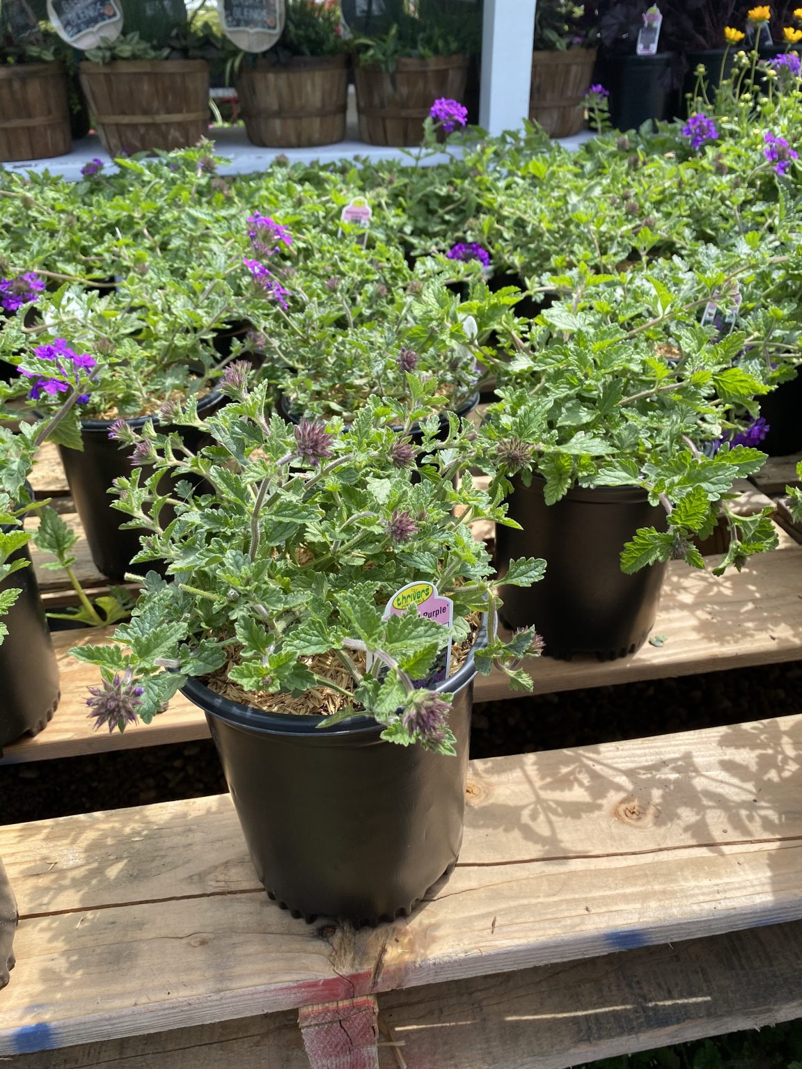 Homestead Purple Verbena Perennial – Roberts Landscapes