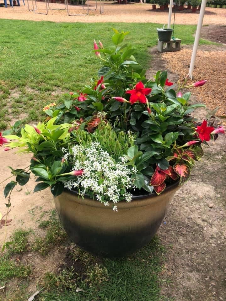 mixed-flower-pots-roberts-landscapes